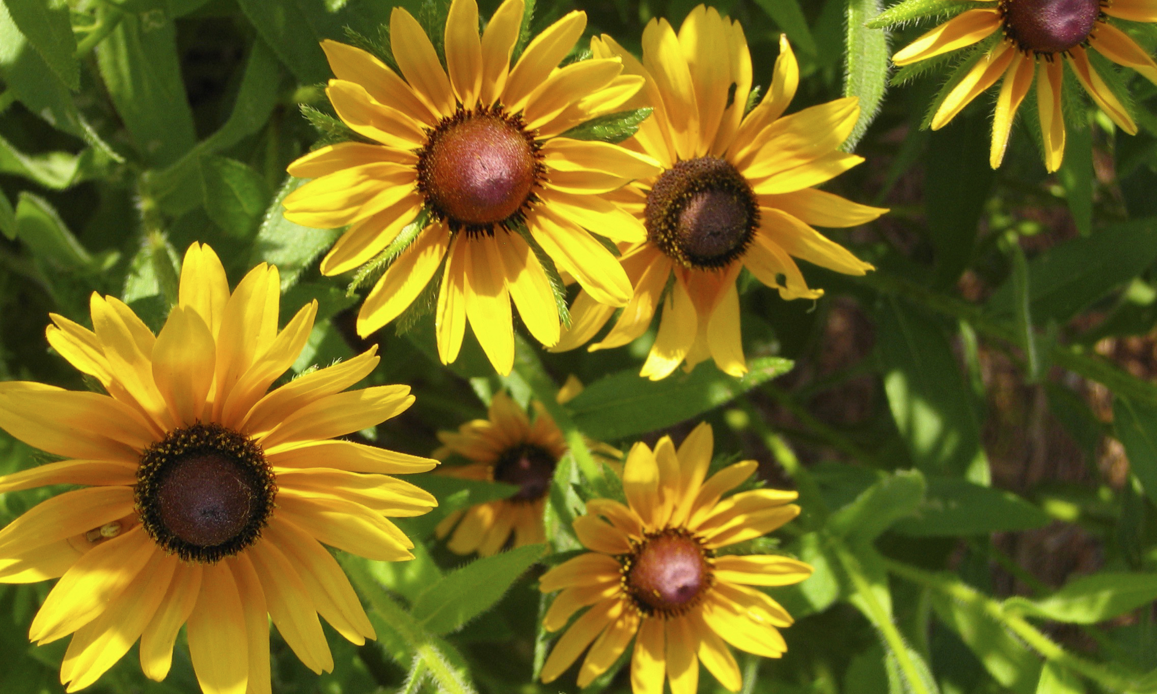Slider Sunflowers