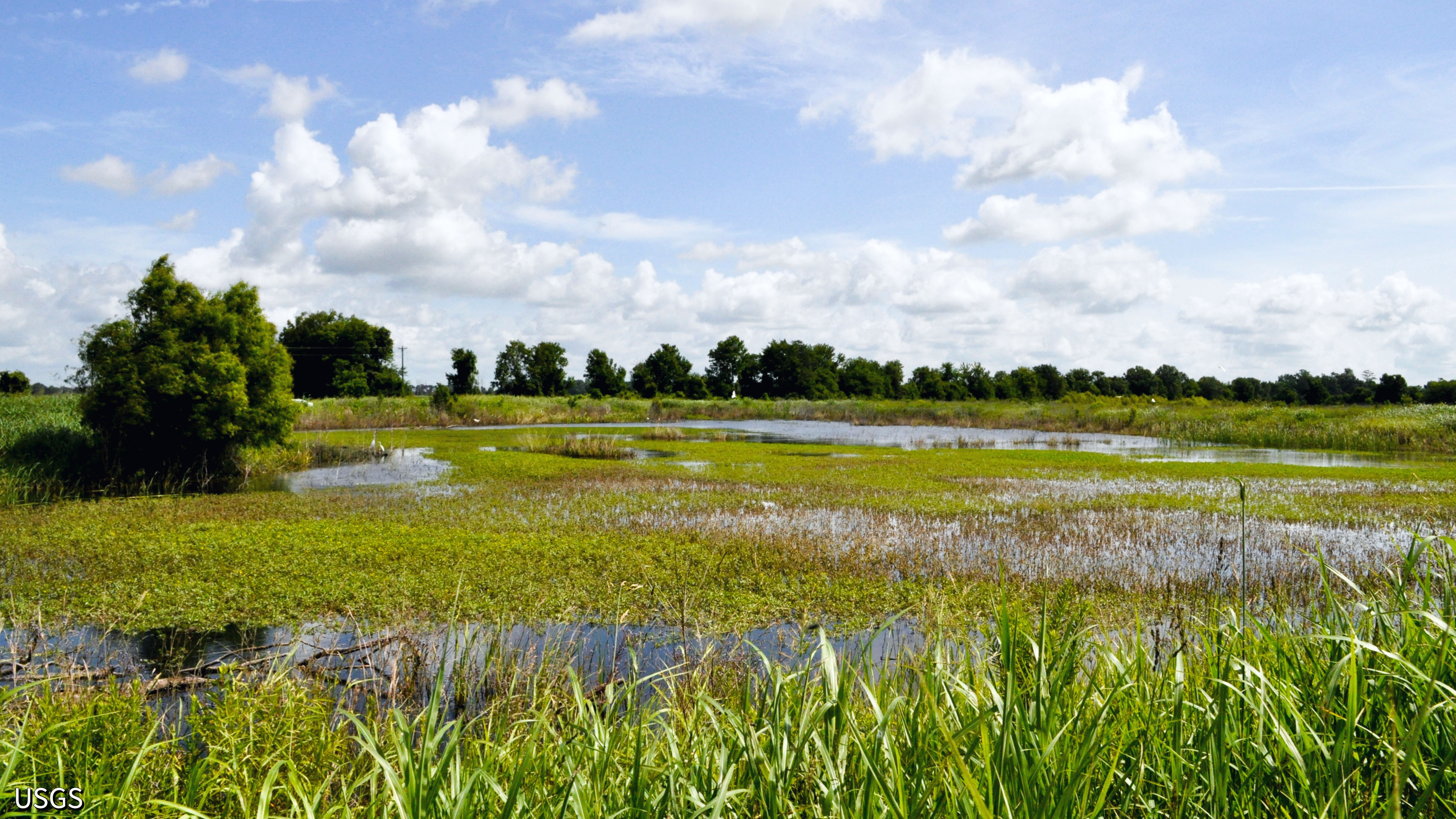 Vivid green marshland with thick trees in the horizon behind a blue sky. Photo by USGS