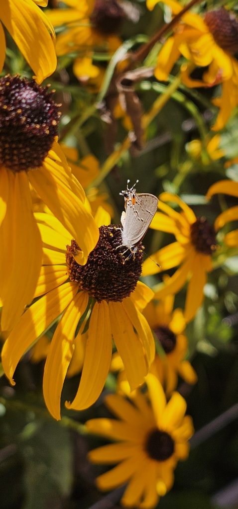 an insect on a yellow flower bloom